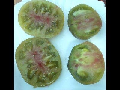 Томат Харвард сквер (Harvard Square)