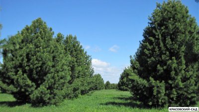 Сосна Кедровая Сибирская 3 метра