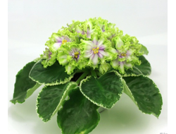 144) АВ- Снеговиктор 22г (дет)