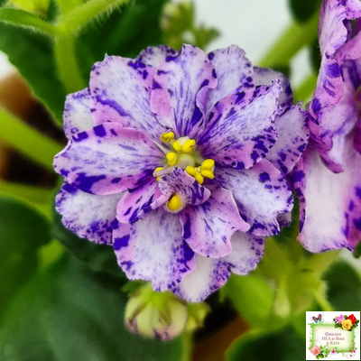 МК-Ветер Перемен Люкс химера (пасынок укоренённый из цветоноса)