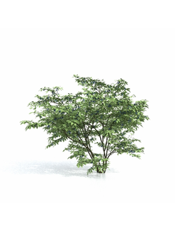 рассада Голубика высокорослая 02