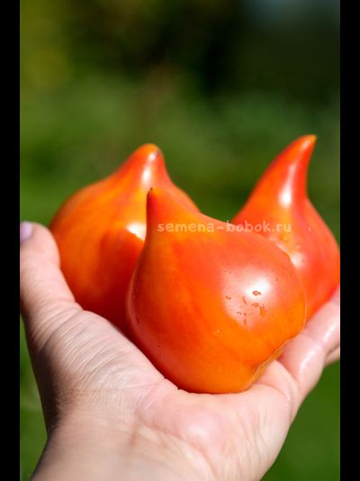 Томат Волшебные Шляпки тётушки Гретель