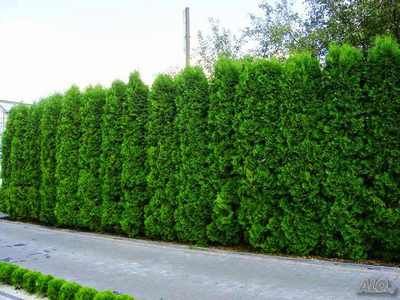 туя западная "фастигиата"