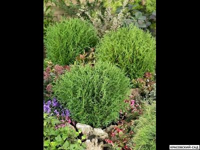 Туя Литл Чемпион - Little Champion