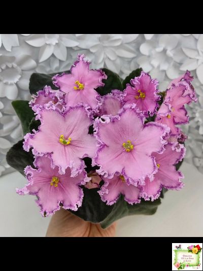 Nik-Хмельное Лето (Н. Булко) 2022 г. (крупная детка)