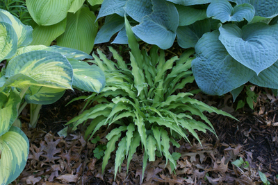Хоста Керли Фрайз  (Curly Fries)