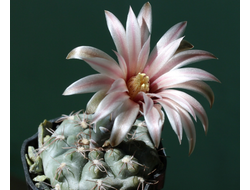 Gymnocalycium terweemeanum   GN081-203 - 5 семян