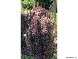 Барбарис Тунберга Helmond Pillar - в саду - красовский-сад.рф