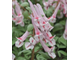 Corydalis solida "Marlbled Koral"