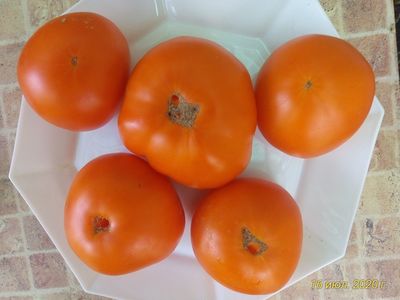 Томат Летний абрикос (Болгария)