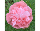 Paeonia tenuifolia Little Erna, цена по запросу