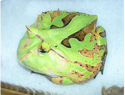 Рогатка венесуэльская (Ceratophrys cornuta)