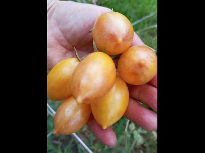 Томат Счастливый тигр (Artisan Lucky Tiger)