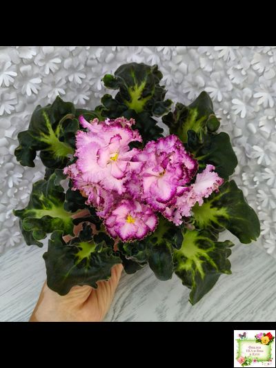 ЛЕ-Пряная Корица (Е. Лебецкая) 2020 г.