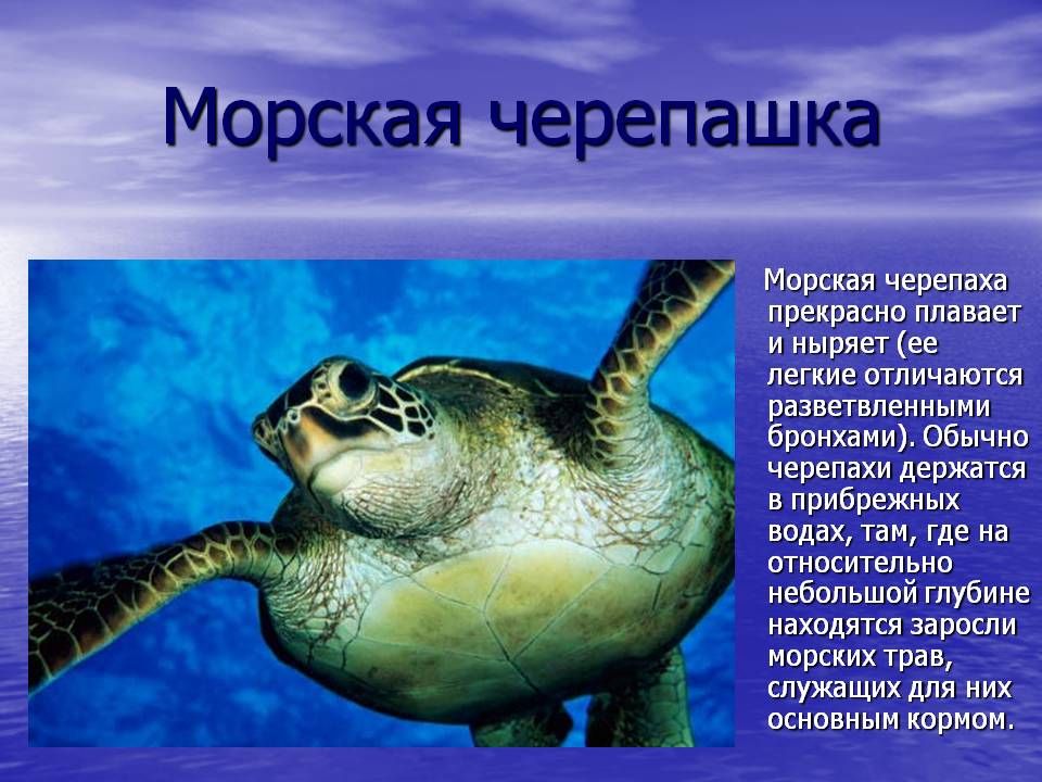 Обитатели морей описание