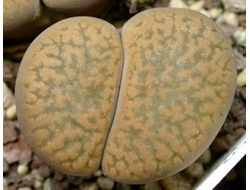 Lithops hookeri v.marginata C035 (Чехия) - 10 семян