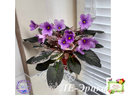 ЛЕ-Эрика (Е. Лебецкая) трейлер