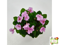 Frosted Fantasy (C.Sotkiewicz) трейлер (детка)