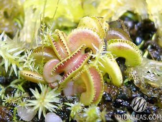 Dionaea muscipula Cudo