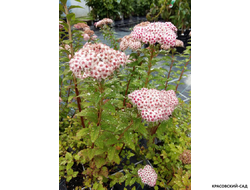 Купить Спирею Спарклинг Шампейн в Москве в питомнике красовский-сад.рф