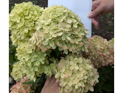 Гортензия метельчатая Литл Лайм