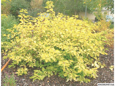 Дерен Ауреа - Aurea