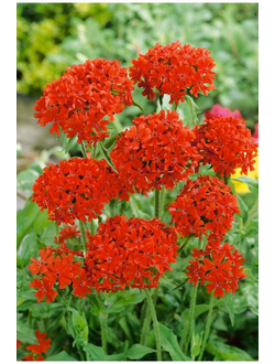 Лихнис халцедонский (Зорька)