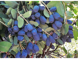 Жимолость Индиго джем, C10