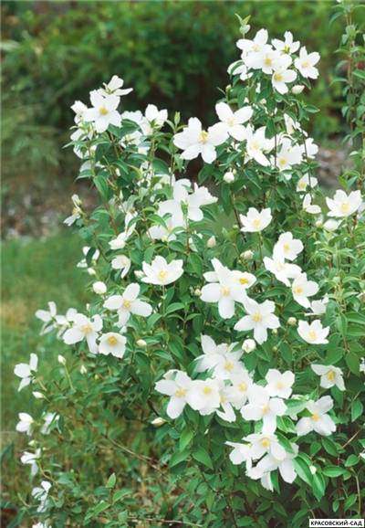 Чубушник венечный Лемуана Монблан