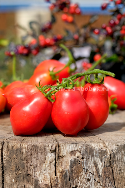 Томат Краса Кургана, 10 шт