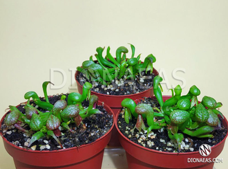 Дарлингтония Калифорнийская - Darlingtonia Сalifornica