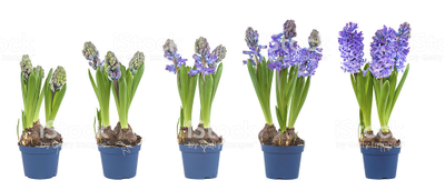 "Бутоны гиацинта" силиконовый молд .