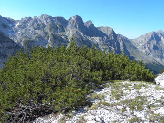 Кедровый стланик (Pinus mugo var. pumilio) - 100% натуральное эфирное масло