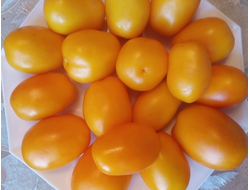 Томат Сливка Бендрика желтая