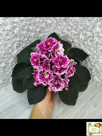 АВ-Последняя Любовь Самурая (Фиалковод) 2021 г.