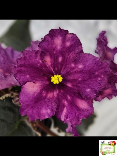 ВаТ-Калейдоскоп (Т. Валькова) 2015 г.