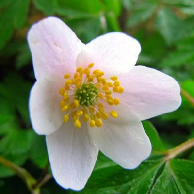 "Серединки/коробочки адониса" Силиконовый молд