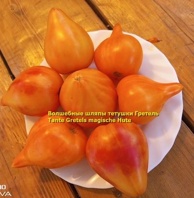 Томат Волшебные шляпы тетушки Гретель (Tante Gretels magische Hute)
