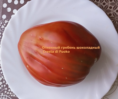 Томат Огненный гребень (Cresta di Fuoco) шоколадный, Италия