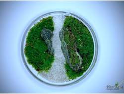 Чаша Пузырь Biolark Two (120мм х 105мм)