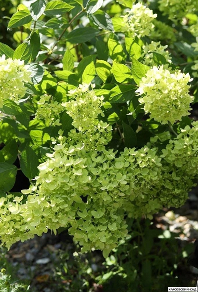 Гортензия древовидная Лайм Рики