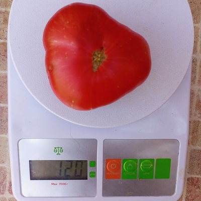 Томат Буйная красотка (Lovely lush,  Прекрасный пышный)