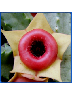 Huernia insigniflora