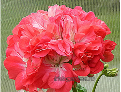 Пеларгония Ирида Клюква в Сахаре