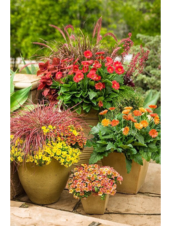 ВСЕ МНОГОЛЕТНИКИ (наличие на 07 мая 2025)