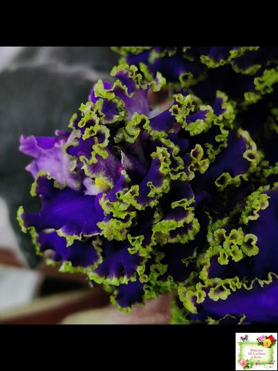 ЕК-Кудри Посейдона (Е.В. Коршунова) 2017 г. (лист посажен 01.11.25)