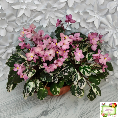 Mac's 1306-2 (G.McDonald) трейлер