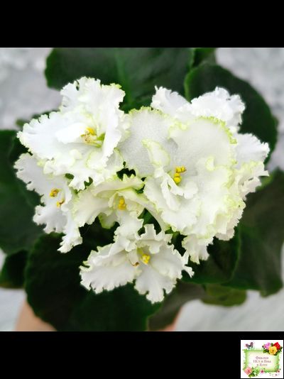 ML-Облако в Горах (Miniviolets Lux) 2022 г. (лист посажен 25.01.26)