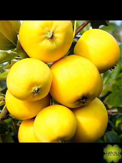 Яблоня &quot;УРАЛЬСКОЕ НАЛИВНОЕ&quot; (становятся прозрачными на свет)