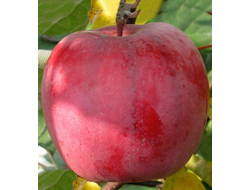 Первенец Ртищева (яблоня)